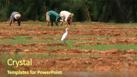  Presentation with rice fields - Amazing presentation design having wather - bird on a rice fields backdrop and a tawny brown colored foreground
