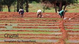  Presentation with rice fields - Presentation theme consisting of wather - workers on a rice fields background and a coral colored foreground