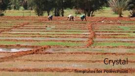  Presentation with carabao in rice field - Slide deck with wather - workers on a rice fields background and a coral colored foreground