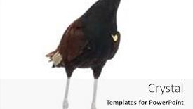  Presentation with white - Cool new PPT theme with wattled-jacana-jacana-jacana-isolated backdrop and a white colored foreground