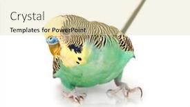  Presentation with parrot - 