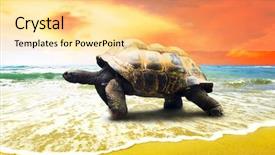  Presentation with turtle - Slide deck with wawes - big turtle on the tropical background and a blonde colored foreground