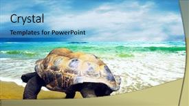  Presentation with turtle - PPT layouts consisting of wawes - big turtle on the tropical background and a  colored foreground
