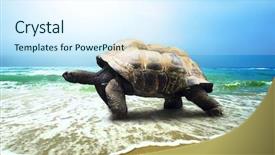  Presentation with turtle - Audience pleasing presentation theme consisting of wawes - big turtle on the tropical backdrop and a sky blue colored foreground