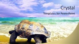  Presentation with turtle - Colorful theme enhanced with wawes - big turtle on the tropical backdrop and a  colored foreground
