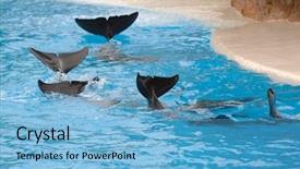  Presentation with goodbye - Colorful theme enhanced with wawes - dolphins are wawing goodbye backdrop and a light blue colored foreground