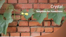  Presentation with ash gourd - Audience pleasing slides consisting of wax gourd over red brick backdrop and a coral colored foreground