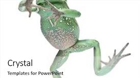  Presentation with monkey - Presentation theme enhanced with waxy monkey leaf frog phyllomedusa sauvagii standing in front of white background background and a white colored foreground