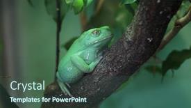 Presentation with tree of life growing - Cool new slide deck with waxy monkey tree frog phyllomedusa sauvagii wild life animal backdrop and a ocean colored foreground