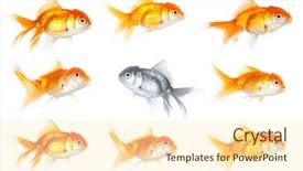  Presentation with goldfish - Beautiful presentation theme featuring way isolated on white different backdrop and a cream colored foreground