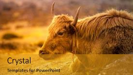  Presentation with way - Beautiful slide deck featuring close up portrait of yak backdrop and a gold colored foreground