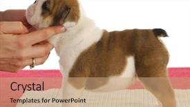  Presentation with puppy english cocker spaniel - PPT theme with weaned - english bulldog puppy standing background and a coral colored foreground