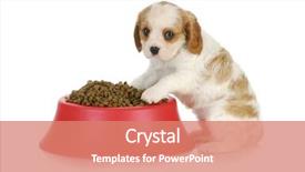  Presentation with dog food - PPT layouts consisting of weaned - feeding the dog - cavalier background and a coral colored foreground
