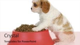  Presentation with dog food - Audience pleasing slide deck consisting of weaned - hungry puppy - cavalier king backdrop and a coral colored foreground