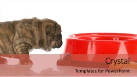  Presentation with english food - Beautiful slide deck featuring weaned - very small english bulldog puppy backdrop and a red colored foreground