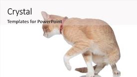  Presentation with red grapefruit orange orange - Colorful slide set enhanced with wearing a red collar turn backdrop and a white colored foreground