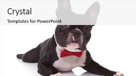  Presentation with puppy - Amazing presentation having wearing bow tie lying down backdrop and a white colored foreground
