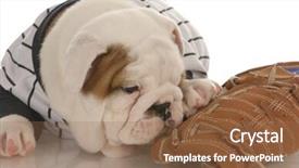  Presentation with english bulldog - Beautiful presentation theme featuring wearing jersey chewing on baseball backdrop and a coral colored foreground