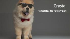  Presentation with red grey - Amazing PPT layouts having wearing red bowtie and sunglasses backdrop and a dark gray colored foreground