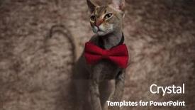  Presentation with red grey - PPT theme with wearing red bowtie steps forward background and a tawny brown colored foreground