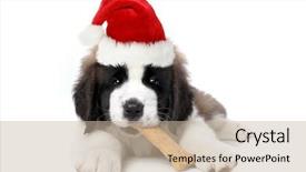  Presentation with dog bone chewing - Slides enhanced with wearing santa hat chewing bone background and a mint green colored foreground