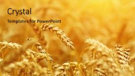  Presentation with harvest - Presentation theme having weather - wheat closeup wheat field background and a yellow colored foreground