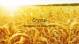  Presentation with agriculture field - Beautiful slides featuring weather agriculture - field of wheat and sun backdrop and a gold colored foreground