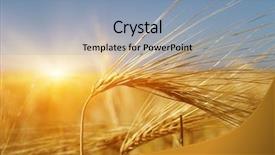  Presentation with summer sun - Presentation theme having weather agriculture - golden wheat close up background and a light blue colored foreground