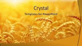  Presentation with wheat - Theme with weather agriculture - wheat closeup wheat field background and a yellow colored foreground