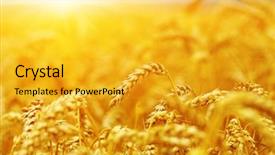  Presentation with agriculture field - Theme with weather agriculture - wheat field on sun harvest background and a gold colored foreground