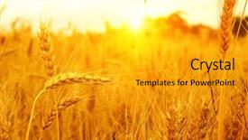  Presentation with agriculture field - PPT layouts featuring weather agriculture - wheat field on sun harvest background and a gold colored foreground