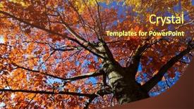  Presentation with weather climate - Audience pleasing slides consisting of weather climate - bright colored leaves backdrop and a tawny brown colored foreground