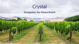  Presentation with vineyard - Presentation theme consisting of weather climate - ripening white grapes at vineyard background and a sky blue colored foreground