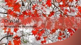  Presentation with snow tree - Amazing slide deck having weather disaster - red maple tree under snow backdrop and a coral colored foreground