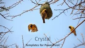  Presentation with bird - Cool new slide set with weaver bird building a nest in the african bush backdrop and a light blue colored foreground
