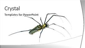  Presentation with spider web - Cool new theme with web australia - close up of a spider backdrop and a white colored foreground