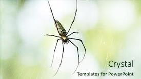  Presentation with spider web - Beautiful PPT layouts featuring web australia - close up of a spider backdrop and a  colored foreground