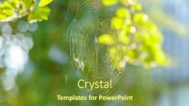  Presentation with spider web - Theme featuring web-that-a-spider-spun background and a tawny brown colored foreground