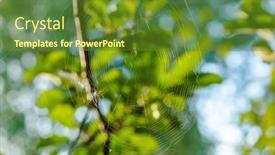  Presentation with spider web - PPT layouts consisting of web-that-a-spider-spun background and a tawny brown colored foreground