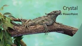 Presentation with water monitor lizard or varanus - Slide set with webex - weber's sailfin lizard hydrosaurus weberi background and a  colored foreground
