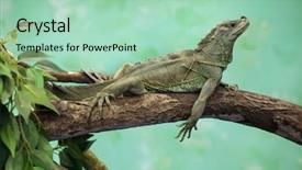  Presentation with wildlife - Presentation design featuring webex - weber's sailfin lizard hydrosaurus weberi background and a mint green colored foreground