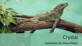  Presentation with wildlife - Beautiful PPT theme featuring webex - weber's sailfin lizard hydrosaurus weberi backdrop and a seafoam green colored foreground