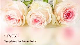  Presentation with wedding roses - Amazing slide deck having wedding background with roses backdrop and a cream colored foreground
