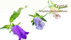  Presentation with white flowers - Amazing PPT theme having hands dreaming about music backdrop and a soft green colored foreground