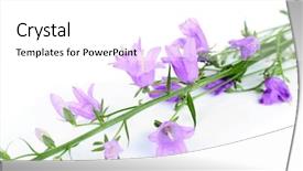  Presentation with blue flower bulb field - Colorful presentation enhanced with wedding bells - beautiful blue bell flowers isolated backdrop and a  colored foreground