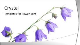  Presentation with blue flower bulb field - Slides featuring happiness couple stay near the new car under sky background and a teal colored foreground.