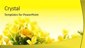  Presentation with wedding bells - Cool new slide deck with wedding bells - beautiful flower of kalanchoe macro backdrop and a white colored foreground