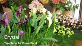  Presentation with calla lily - Beautiful presentation featuring wedding calla lily - beautiful fresh flowers in shop backdrop and a forest green colored foreground