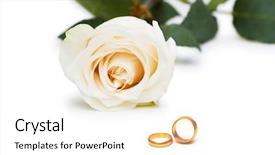  Presentation with wedding roses - Colorful presentation theme enhanced with wedding concept with roses backdrop and a white colored foreground