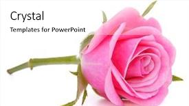  Presentation with singled green pink rose - Slide deck featuring wedding day - pink rose flower head isolated background and a  colored foreground